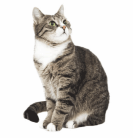 猫咪用品