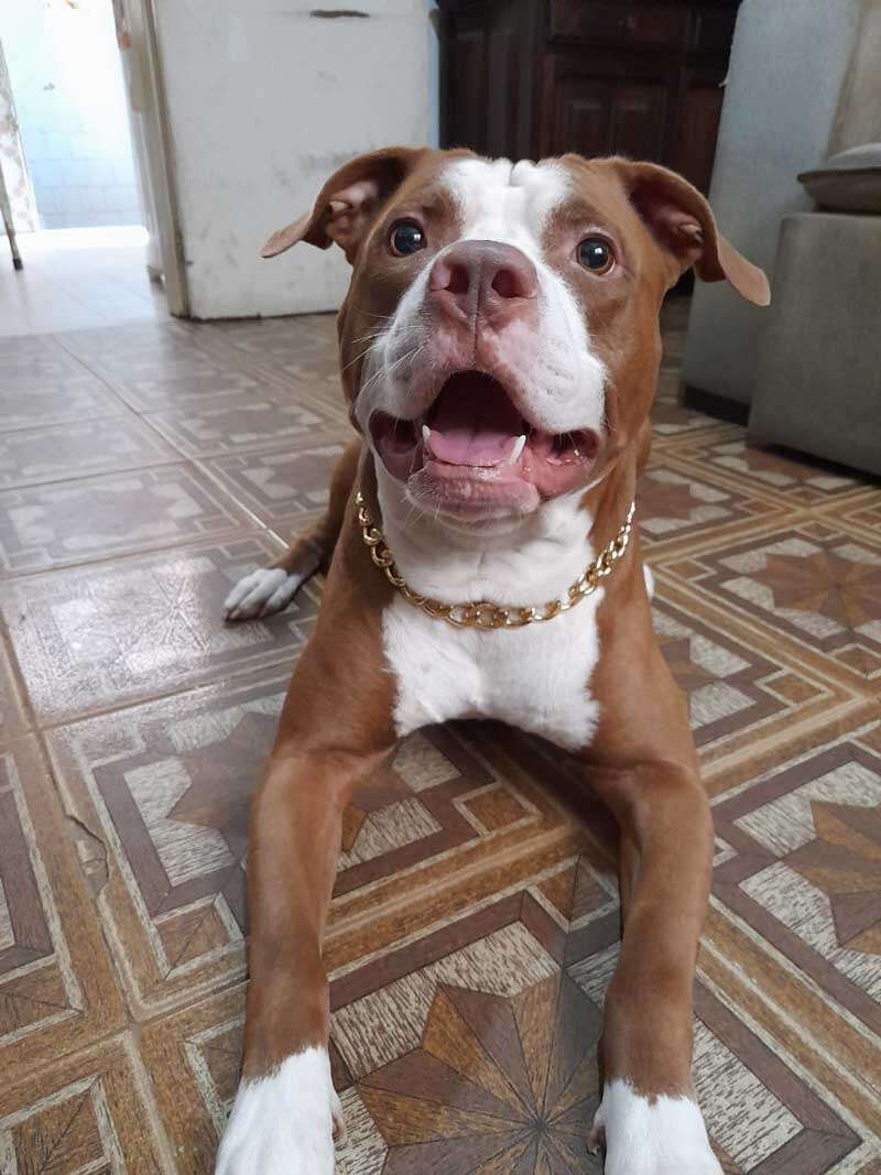 Factory Wholesale Dog Necklace Collars Gold Chain